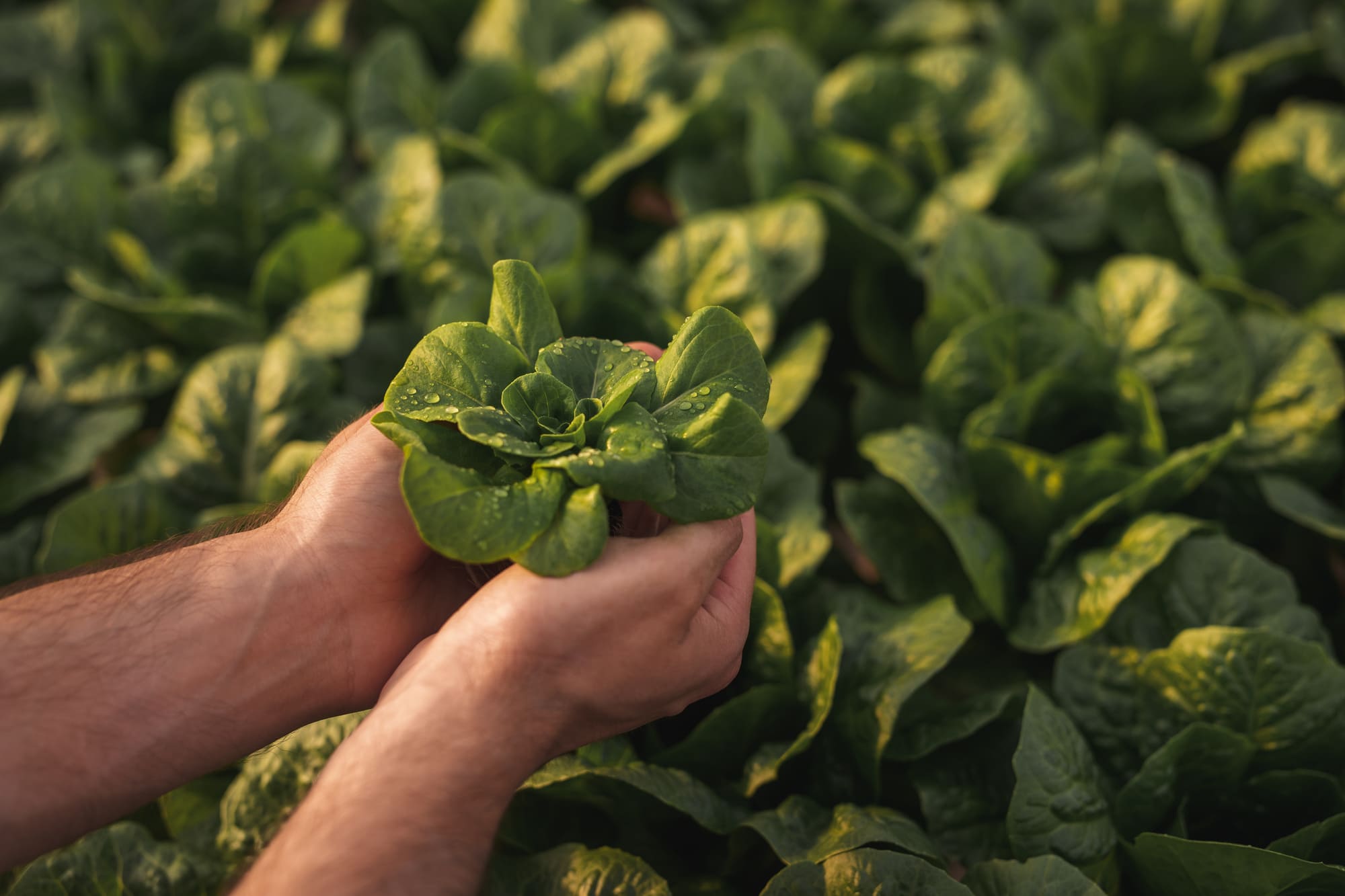 Productos Nutricionales para Cultivos