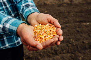 Variedades de Semillas para Agricultura