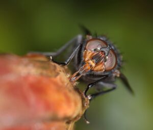 mosca de la fruta