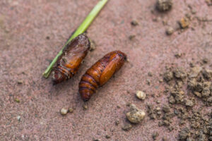 Acaro en Suelos Agrícolas