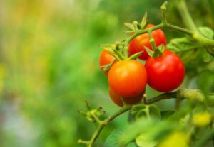 Abono líquido para tomates