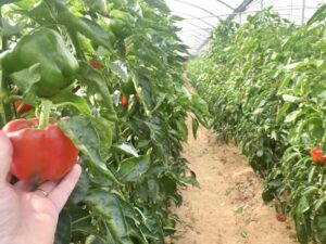 Calcio para tomates y pimientos
