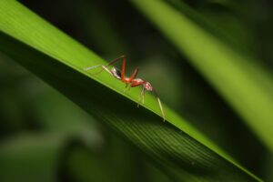 Mejor insecticida para araña roja