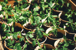 Abono para Tomates
