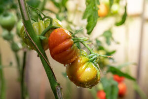 Variedades de Tomates Híbridos