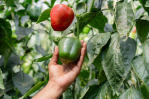 cultivar pimientos