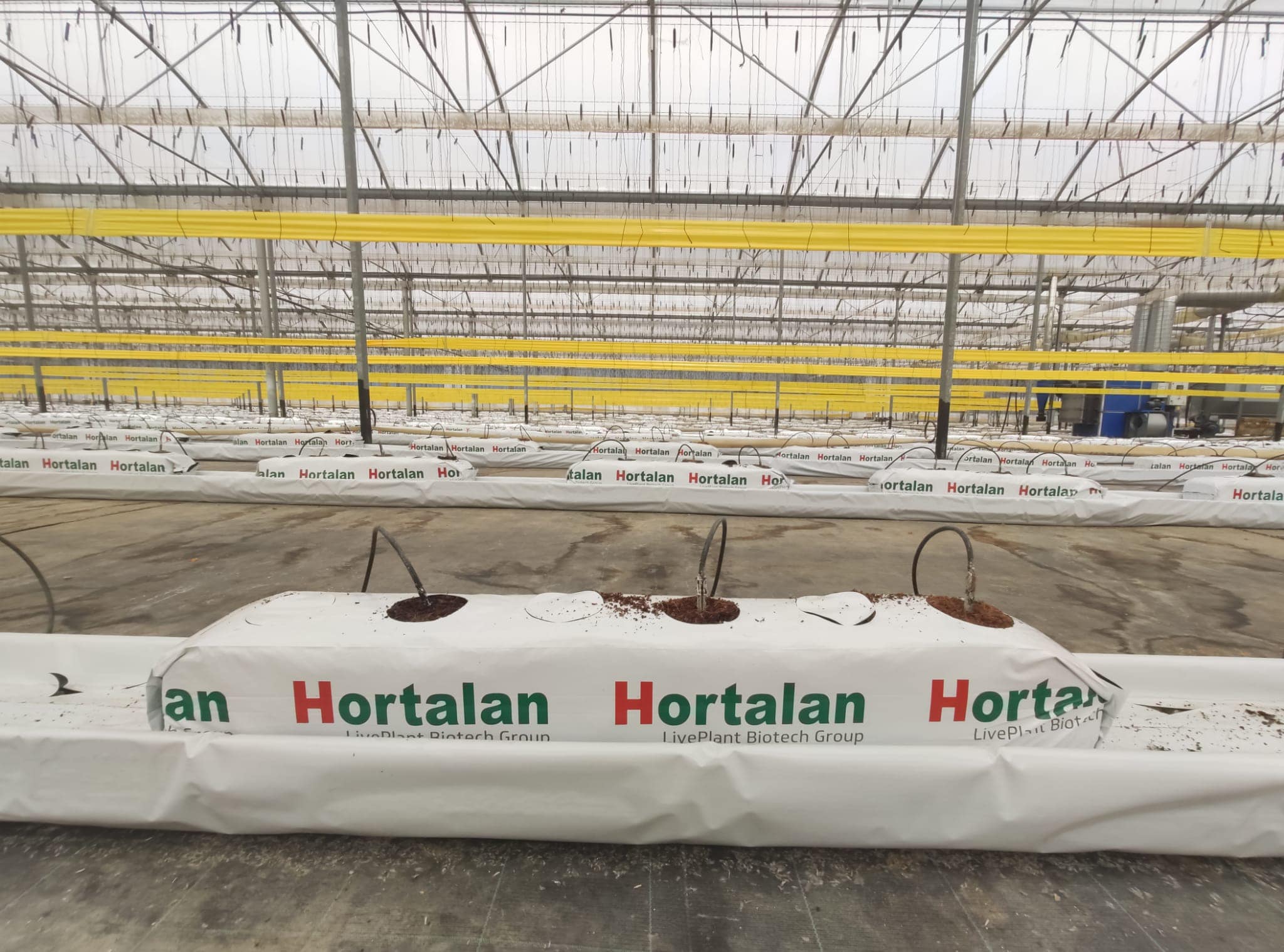 Medición EC sustrato fibra de coco y fitec