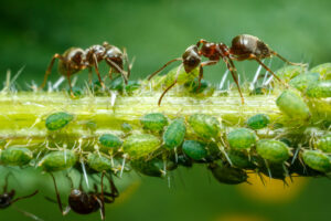 Mejor insecticida para hormigas