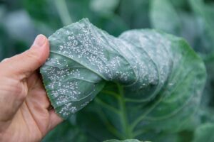Tratamiento del Mildiu en Cultivos Agrícolas