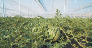 Beauveria bassiana en Agricultura