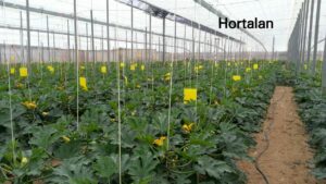 Control de oxigenación en soluciones hidropónicas hortalan