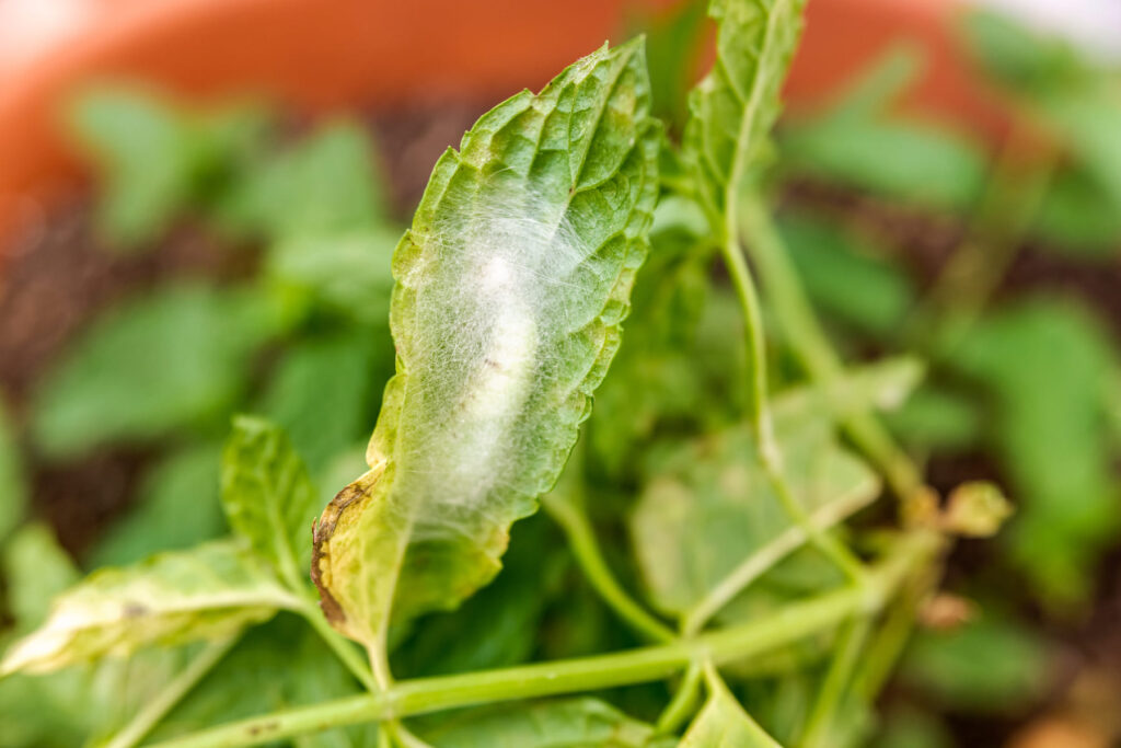 Trips parvispinus Comprendiendo su Impacto en la Agricultura