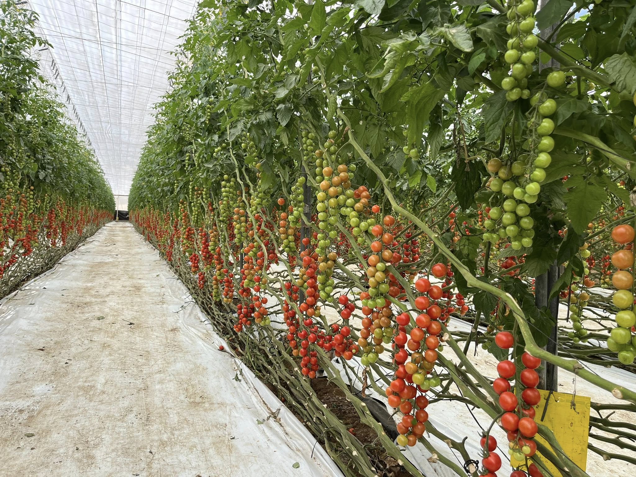 Sensor EC y temperatura para agricultura hidropónica