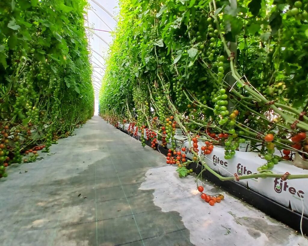 Sensor EC y temperatura para agricultura hidropónica