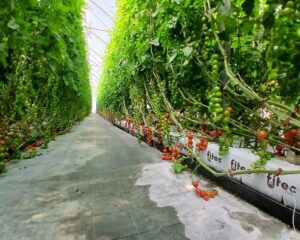 Sensor EC y temperatura para agricultura hidropónica