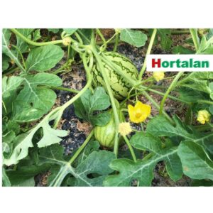 Sensor EC y temperatura para agricultura hidropónica