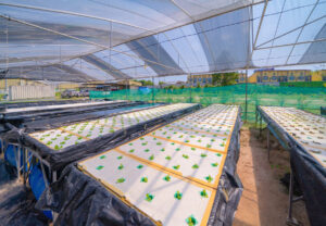 Impacto del nitrato de calcio en la agricultura hidropónica