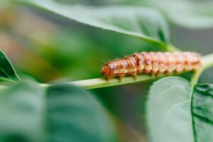 Bichos de la humedad en hidroponía