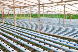 Hidroponía profesional bajo invernadero