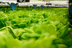 Importancia del magnesio en hidroponía