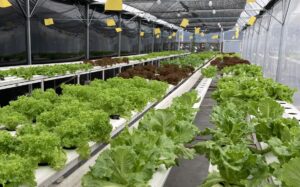 Líderes en Hidroponía Profesional para Invernaderos Productivos