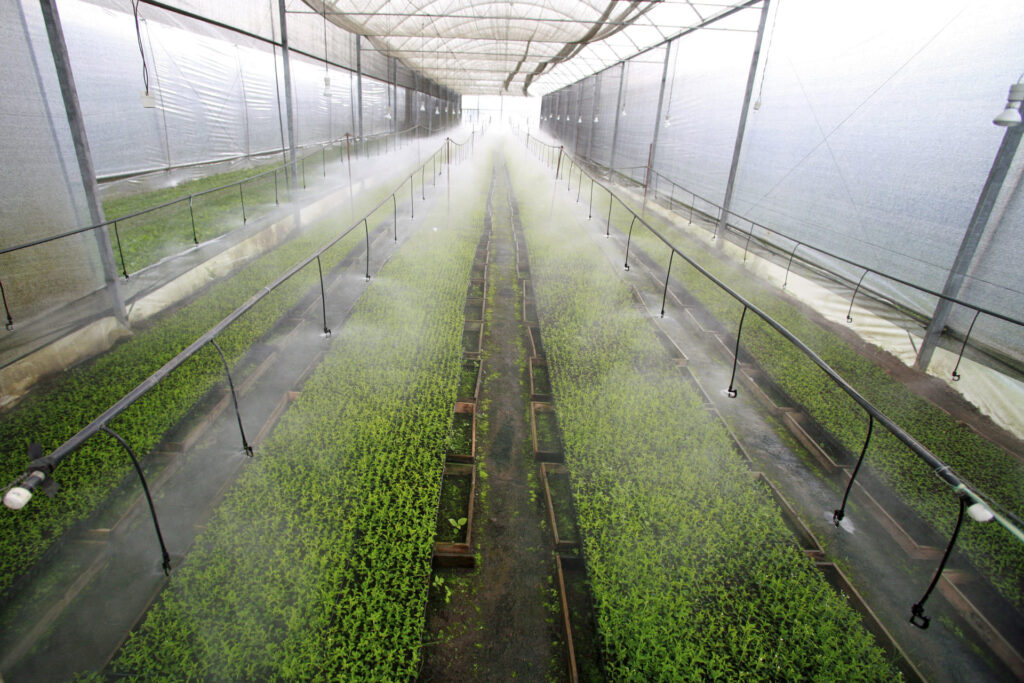 Alternaria en invernaderos