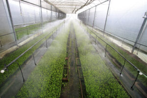 Alternaria en invernaderos