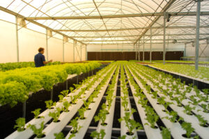 Evaluación técnica de viabilidad hidroponía (1)