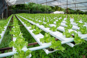 Evaluación técnica de viabilidad hidroponía (3)