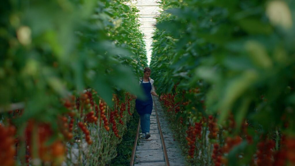 Importancia y dosis de calcio para tomates en su cultivo