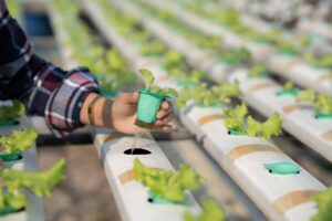 Protocolos de desinfección en sistemas hidropónicos (1)
