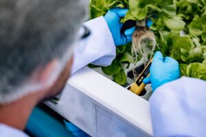 Protocolos de desinfección en sistemas hidropónicos (2)