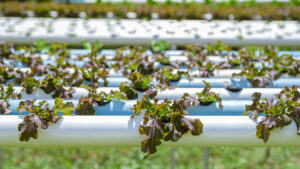 Protocolos de desinfección en sistemas hidropónicos (3)