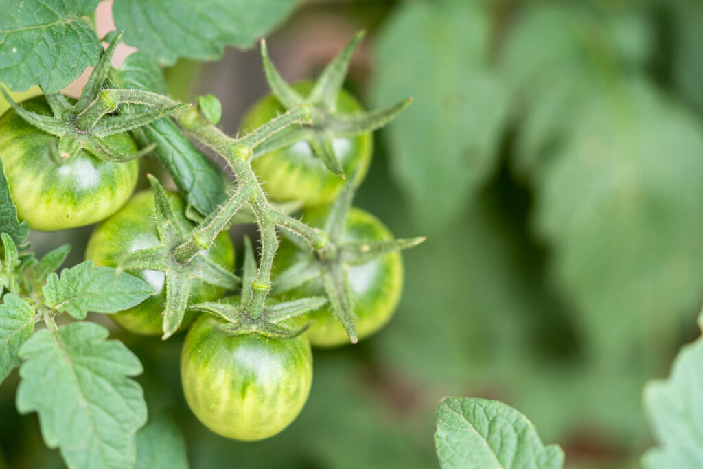 cal para tomates