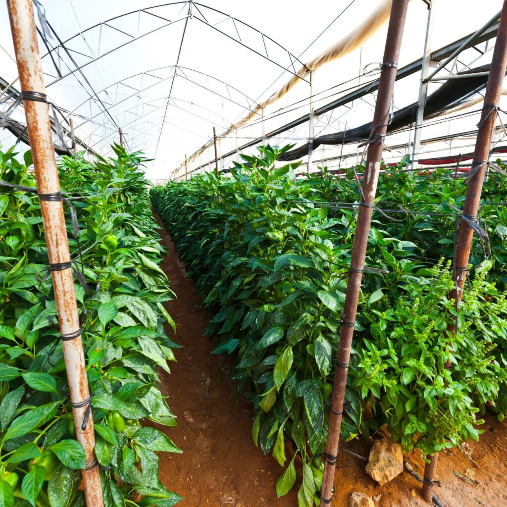 fertilizante para pimientos