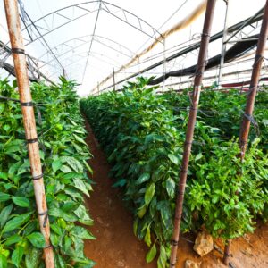 fertilizante para pimientos