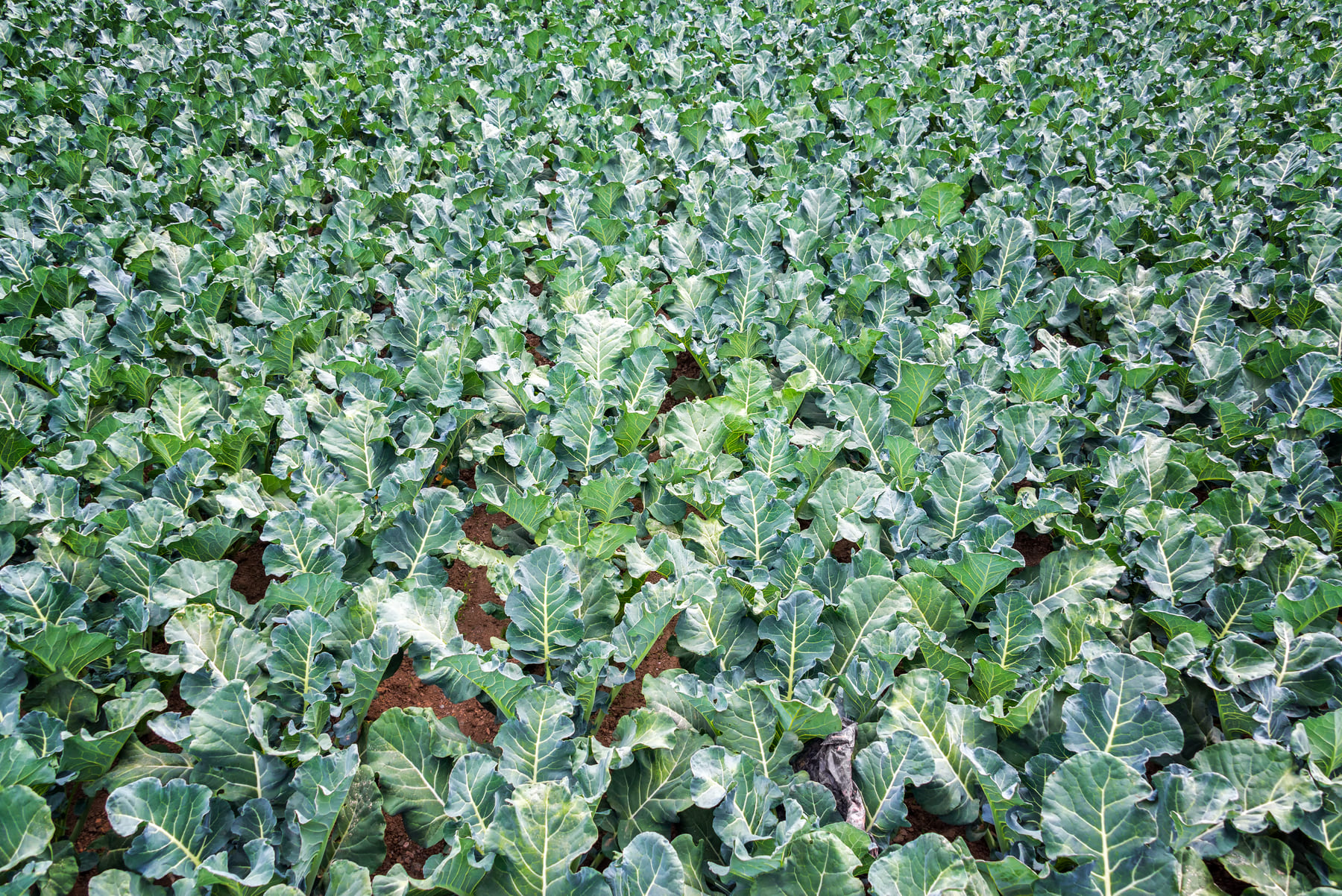 Nesidiocoris tenuis para Cultivos Hortícolas (2)