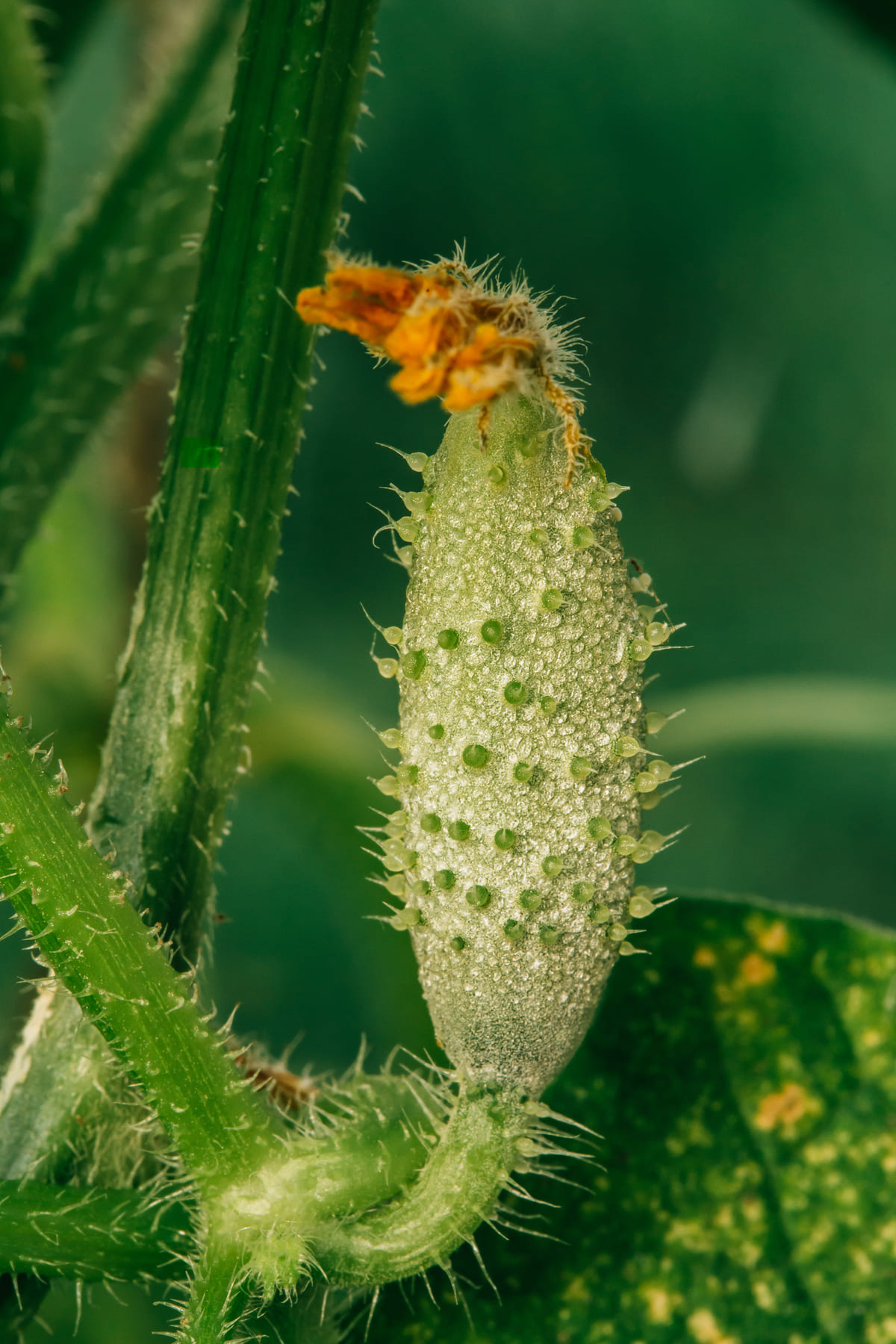 Nesidiocoris tenuis para Cultivos Hortícolas (3)