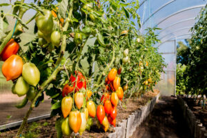 5 errores al instalar Nesidiocoris tenuis en tomate