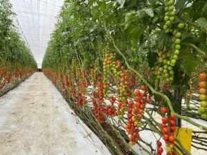 Lucha Integrada de Plagas en Tomate Bajo Plástico