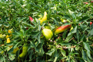Orius laevigatus control biológico de trips en pimiento