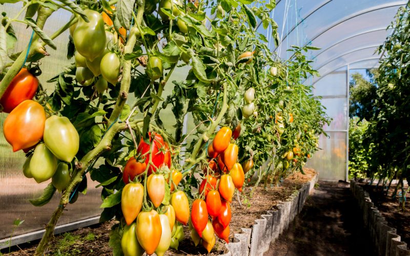 5 errores al instalar Nesidiocoris tenuis en tomate