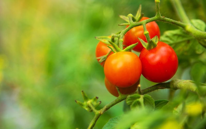 Abono líquido para tomates