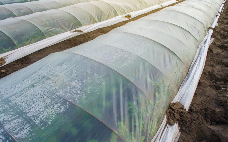 Agricultura Intensiva Bajo Plástico