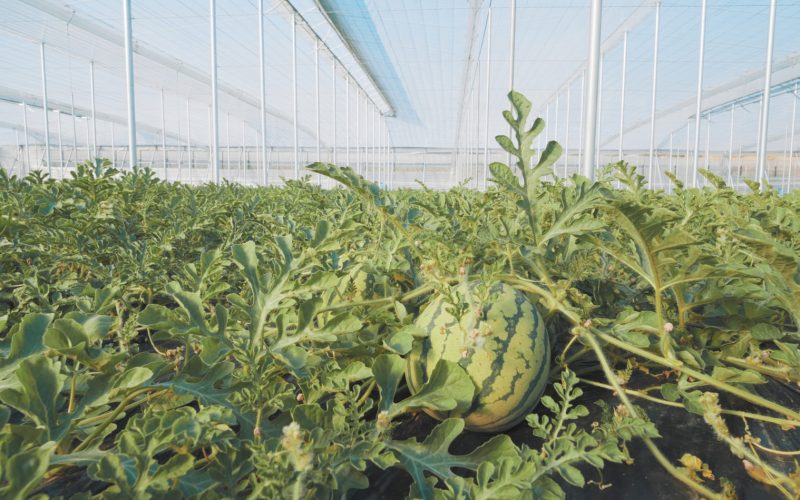 Beauveria bassiana en Agricultura