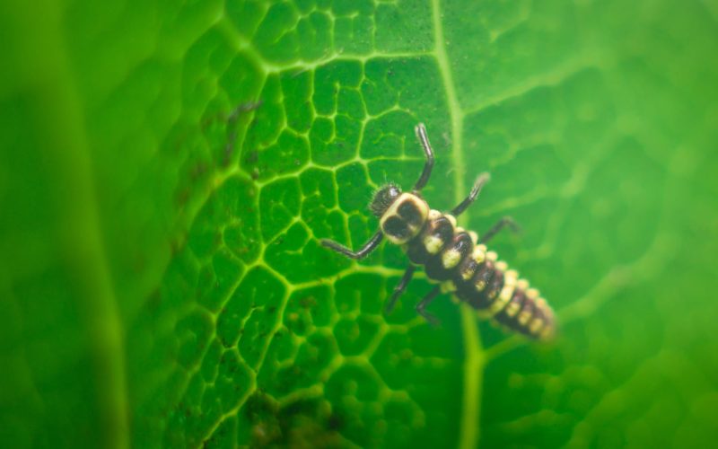 Bichos de la humedad