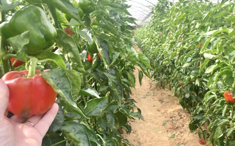 Calcio para tomates y pimientos