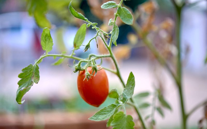 Combatir la Tuta del Tomate