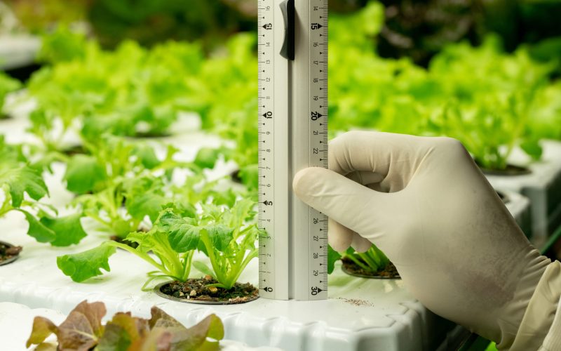 Cómo medir y corregir la EC del sustrato en hidroponía guía de campo