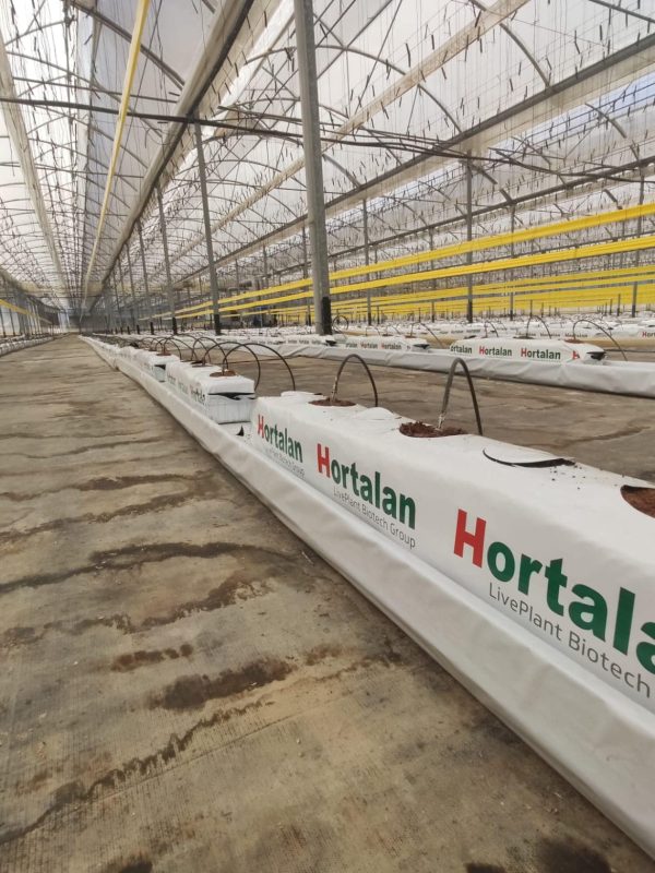 Control de oxigenación en soluciones hidropónicas principal